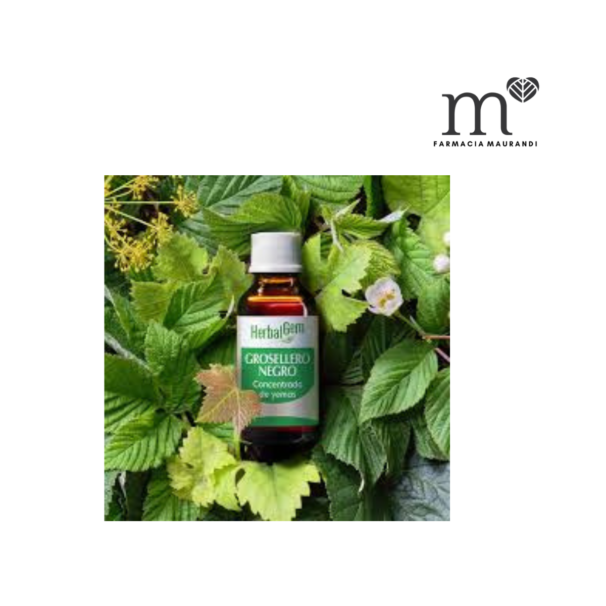 PRANAROM HERBALGEM GROSELLERO NEGRO BIO 15ML